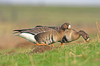 greater white-fronted goose