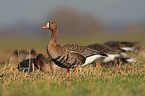 greater white-fronted goose