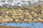 greater white-fronted goose