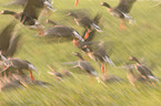 white-fronted goose