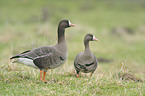 greater white-fronted geese