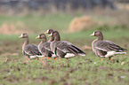greater white-fronted geese