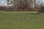 greater white-fronted geese
