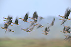 greater white-fronted geese
