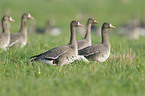 greater white-fronted geese