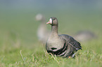 greater white-fronted goose