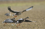 greater white-fronted geese