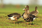 greater white-fronted geese