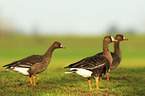 greater white-fronted geese