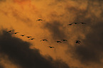 greater white-fronted geese