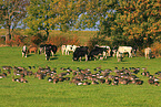 greater white-fronted geese