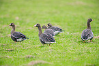 greater white-fronted geese