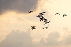 greater white-fronted geese