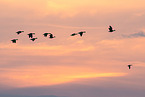 greater white-fronted geese