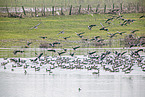 greater white-fronted geese