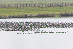greater white-fronted geese