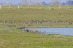 greater white-fronted geese