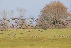 greater white-fronted geese