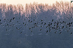 greater white-fronted geese