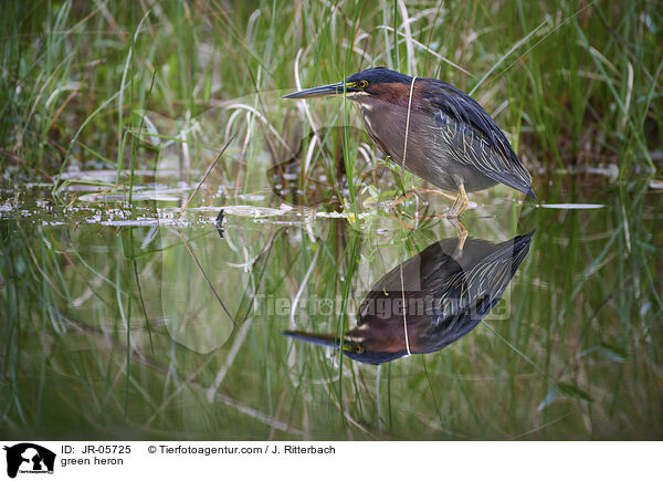 Grnreiher / green heron / JR-05725
