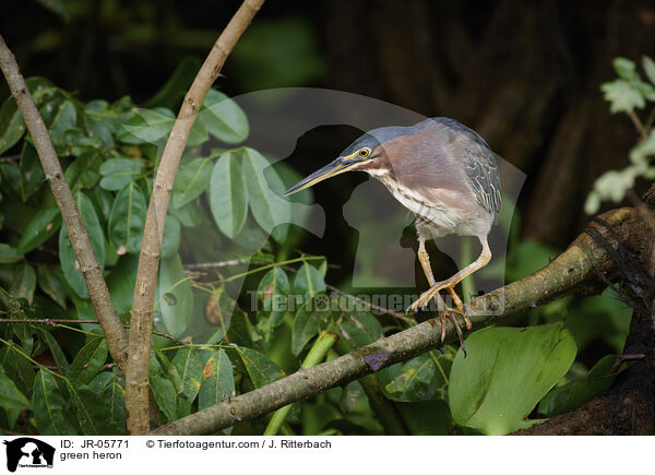 green heron / JR-05771