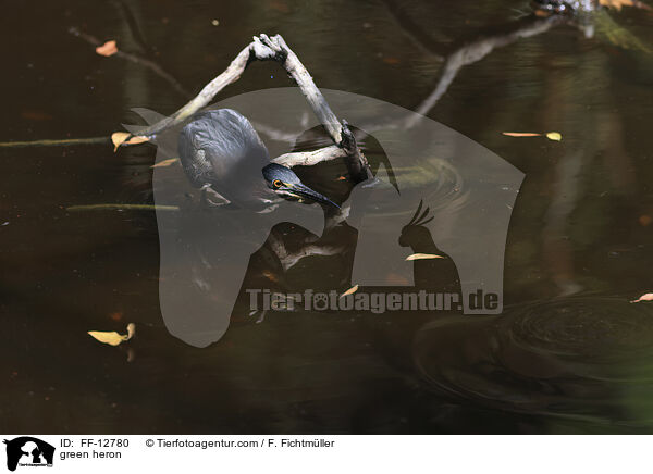 Grnreiher / green heron / FF-12780