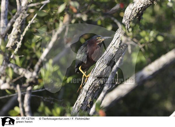 green heron / FF-12784