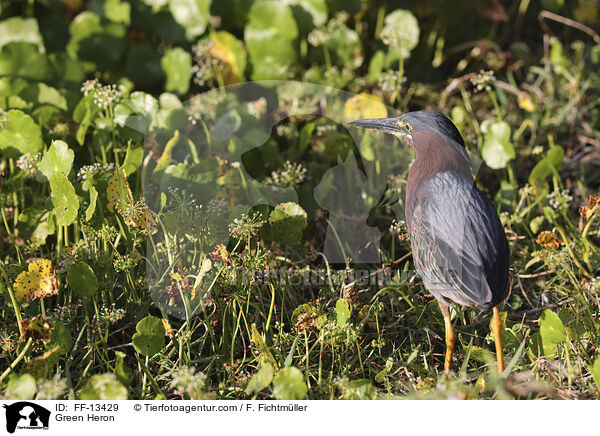 Green Heron / FF-13429