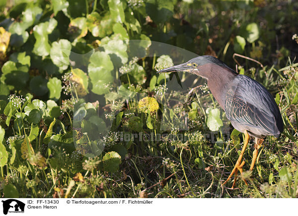 Grnreiher / Green Heron / FF-13430