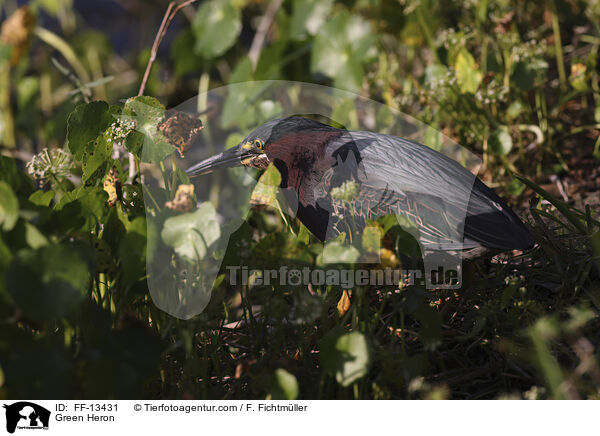 Green Heron / FF-13431