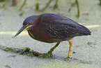 green heron