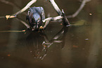 green heron