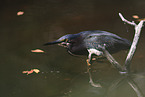 green heron