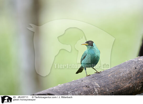 green honeycreeper / JR-05711