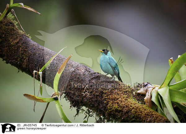 green honeycreeper / JR-05745