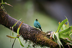 green honeycreeper