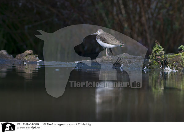 green sandpiper / THA-04006
