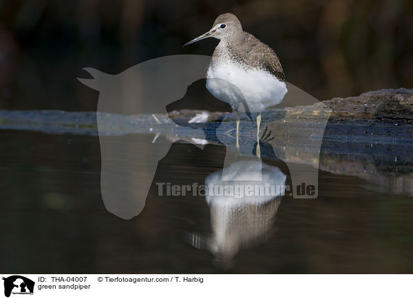 green sandpiper / THA-04007