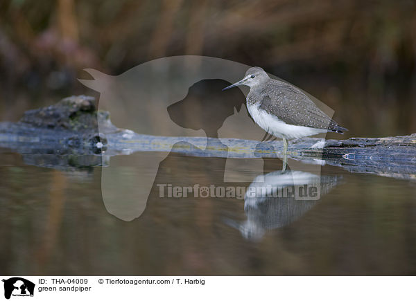 green sandpiper / THA-04009