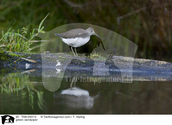 green sandpiper / THA-04013