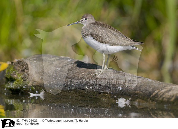 green sandpiper / THA-04023