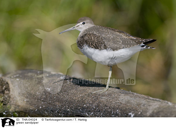 green sandpiper / THA-04024