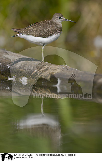 green sandpiper / THA-04027