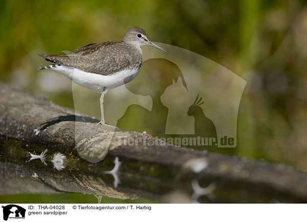 green sandpiper / THA-04028