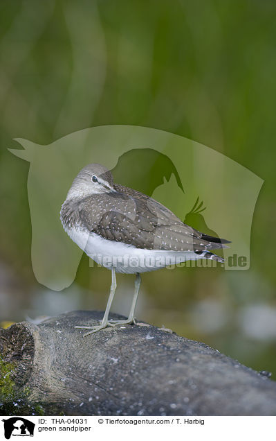 green sandpiper / THA-04031