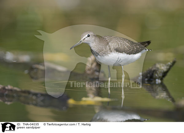 green sandpiper / THA-04035