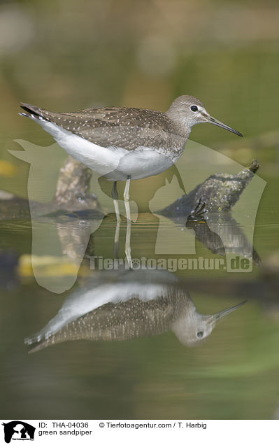 Waldwasserlufer / green sandpiper / THA-04036