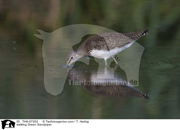 walking Green Sandpiper / THA-07262