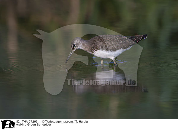 walking Green Sandpiper / THA-07263