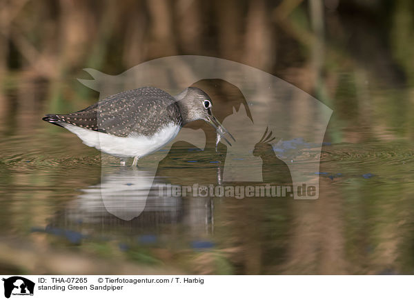 standing Green Sandpiper / THA-07265